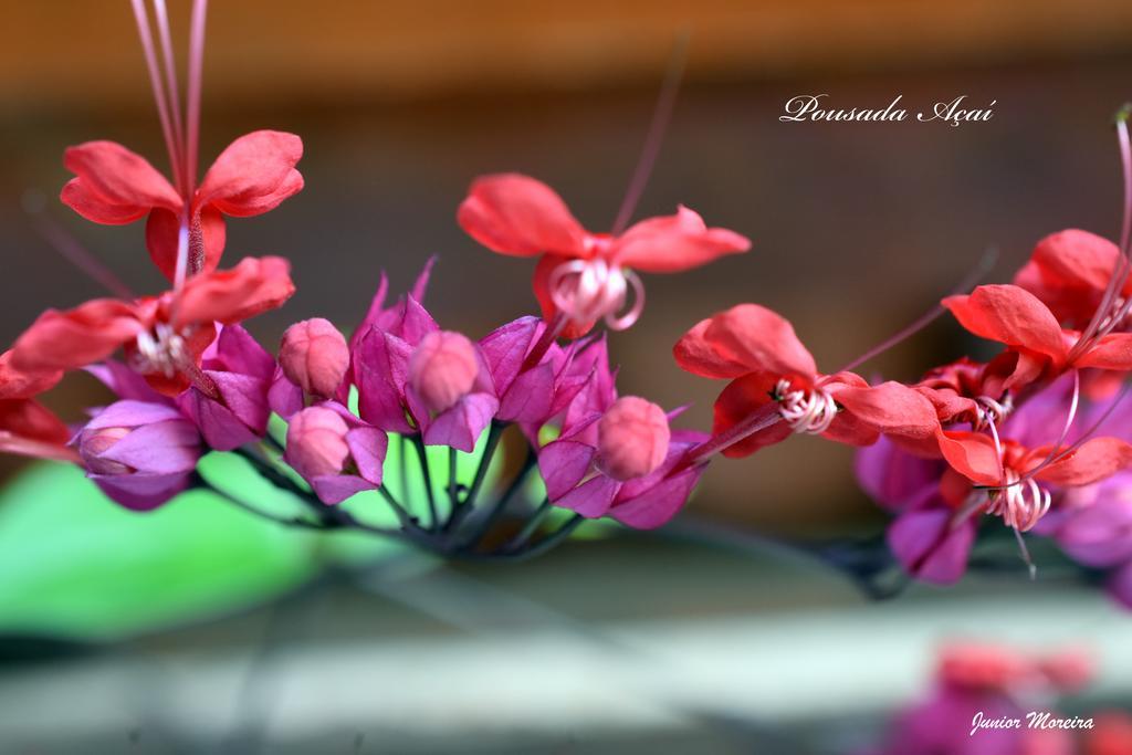 Pousada Acai Araquari Buitenkant foto